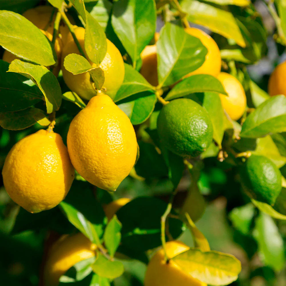 Lemon Essential Oil: Nature's Zesty Elixir of Vitality