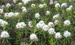 Ledum Essential Oil: Exploring Nature's Unique Botanical Essence